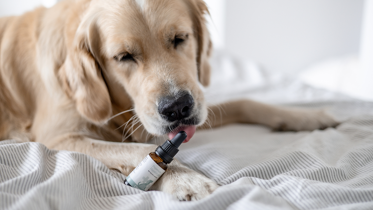 CBD Öl für Hunde kaufen in Premium Qualität