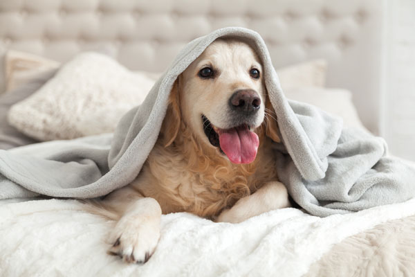 Gegen Stress im Hundealltag Gegen Stress im Hundealltag