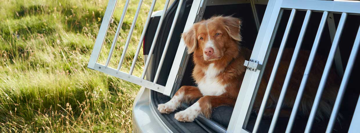Studie zeigt: CBD unterstützt gestresste Hunde bei Autofahrten
