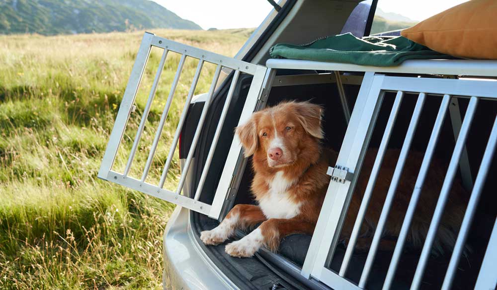 Studie zeigt: CBD unterstützt gestresste Hunde bei Autofahrten