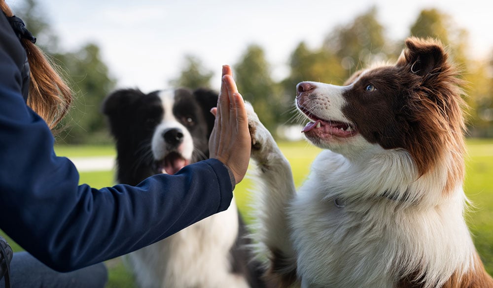 CBD im Hundetraining: Studie zeigt Potenzial bei aggressivem Verhalten