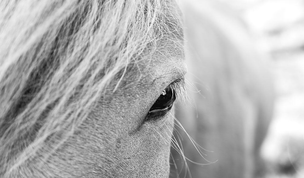 Neue Studien: Verträglichkeit von CBD bei Pferden