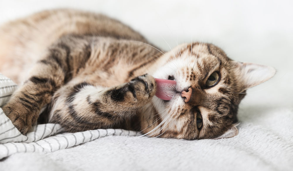 Besondere Vorsicht mit Terpenen bei Katzen