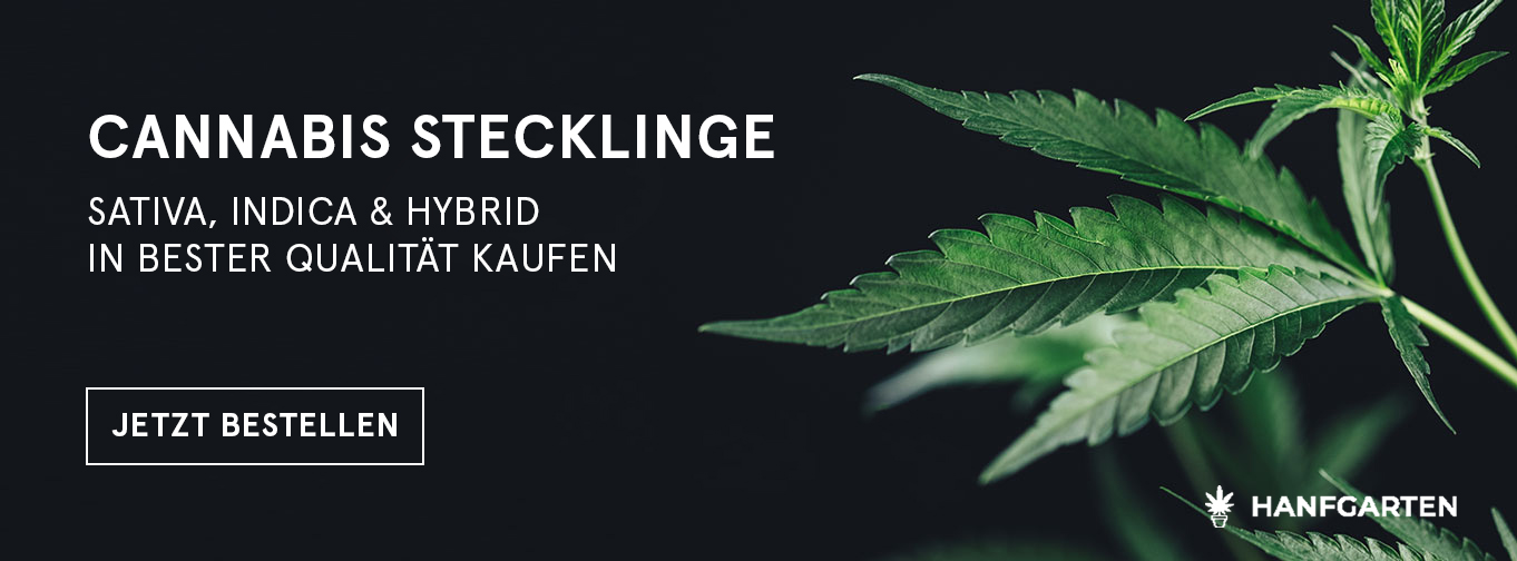 Cannabis Steckling 3er Set bei Hanfgarten kaufen