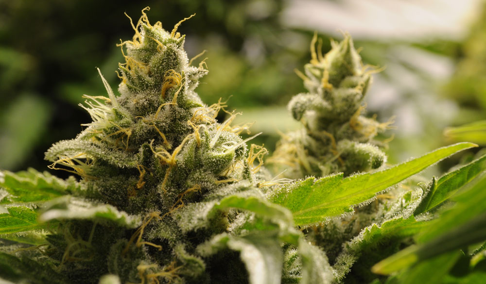 Geschmack und Aussehen von CBD Blüten