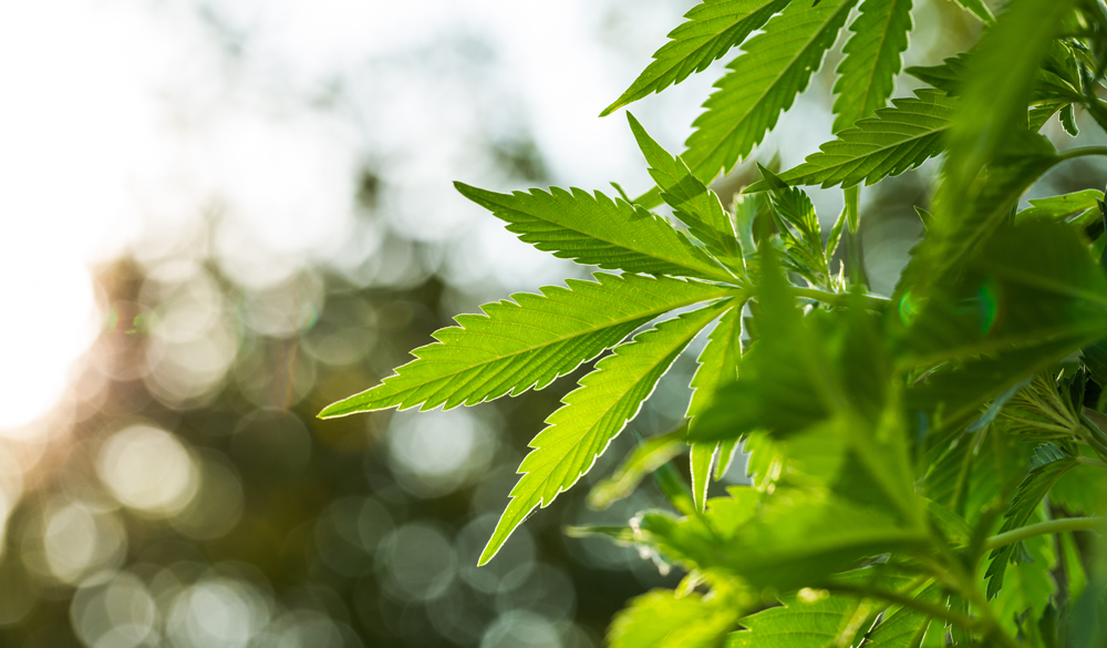 Terpene und Cannabinoide unterstützen sich
